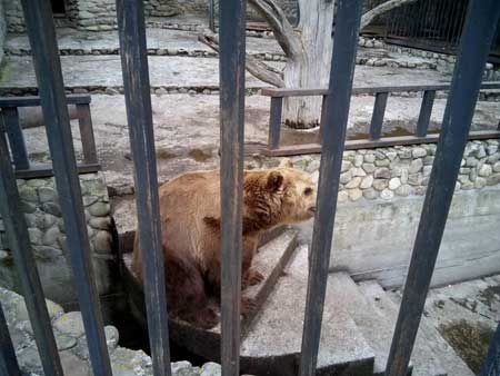 Дерекоінспекція Прикарпаття виявила "приватний" звіринець