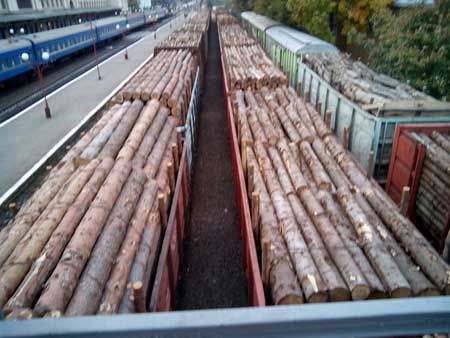 З Прикарпаття й надалі продовжують вивозити ліс цілими ешелонами З Прикарпаття й надалі продовжують вивозити ліс цілими ешелонами
