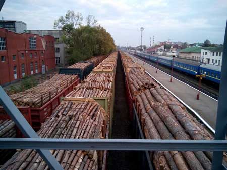 З Прикарпаття й надалі продовжують вивозити ліс цілими ешелонами З Прикарпаття й надалі продовжують вивозити ліс цілими ешелонами