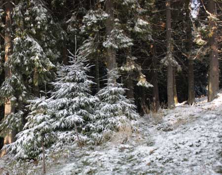 У Карпатах випав перший сніг У Карпатах випав перший сніг