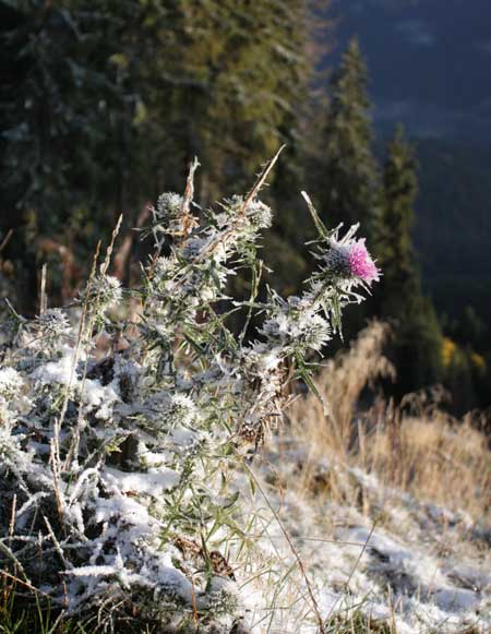 У Карпатах випав перший сніг У Карпатах випав перший сніг