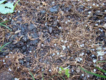 На Прикарпатті випав град На Прикарпатті випав град