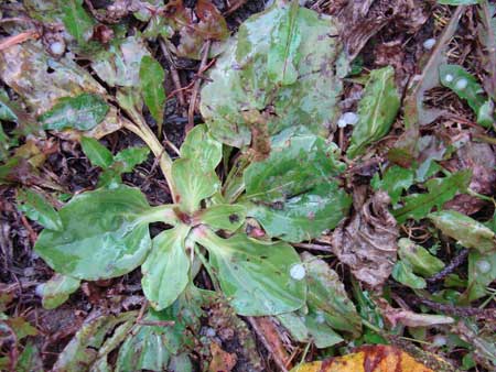 На Прикарпатті випав град На Прикарпатті випав град