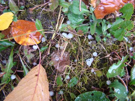 На Прикарпатті випав град На Прикарпатті випав град