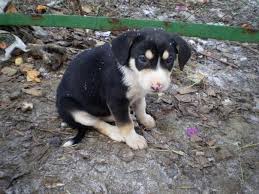 Виконком виділив землю на собачий притулок