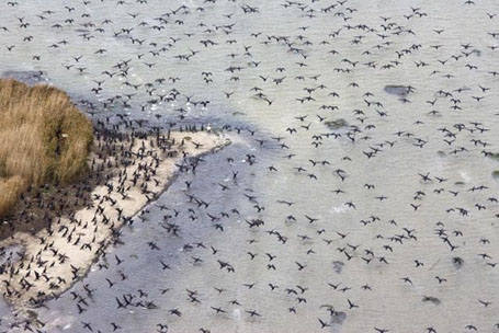 Природная аномалия - "Долина падающих птиц"