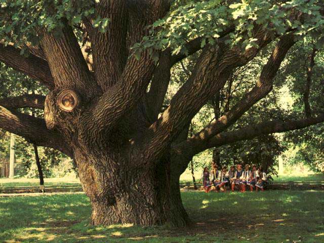 Zaporizhzhian_Oak_1987
