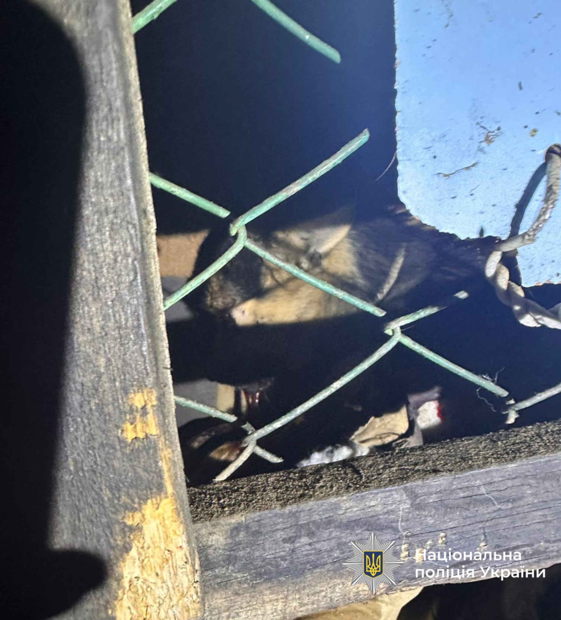 Собаку вилучили та передали на лікування