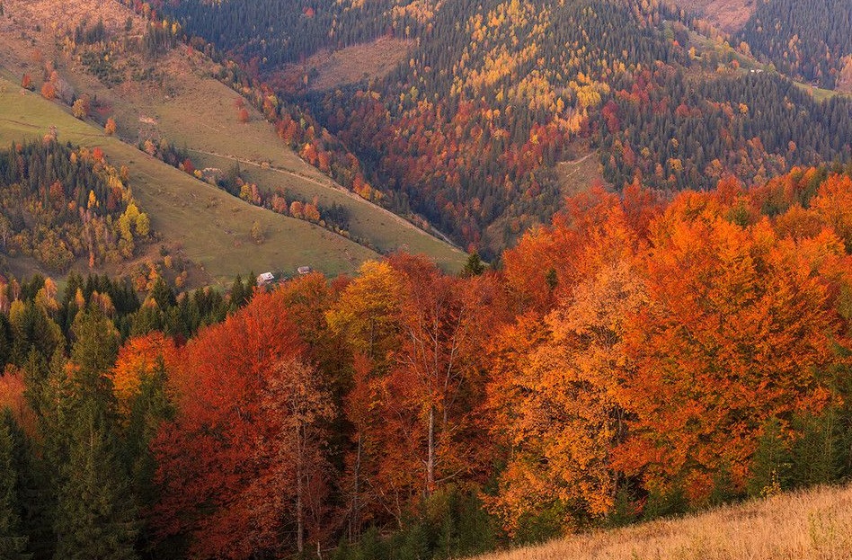 Ліси Івано-Франківської області